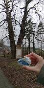 Sýkory modřinky (Blue tit)