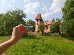 Sýkory modřinky (Blue tit)