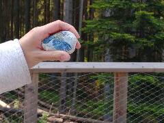 Sýkory modřinky (Blue tit)