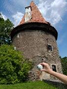 Sýkory modřinky (Blue tit)