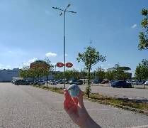 Sýkory modřinky (Blue tit)