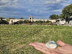 Sýkory modřinky (Blue tit)