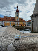 Sýkory modřinky (Blue tit)