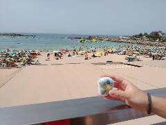 Sýkory modřinky (Blue tit)