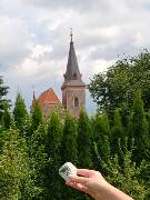 Sýkory modřinky (Blue tit)