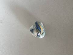 Sýkory modřinky (Blue tit)