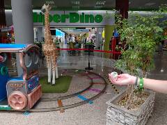 Sýkory modřinky (Blue tit)