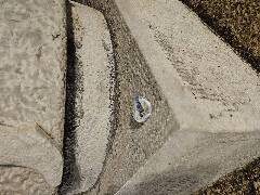 Sýkory modřinky (Blue tit)