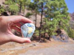 Sýkory modřinky (Blue tit)