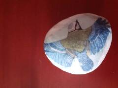 Sýkory modřinky (Blue tit)