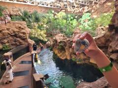 Sýkory modřinky (Blue tit)