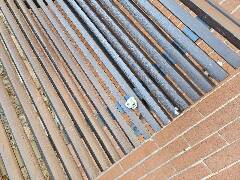 Sýkory modřinky (Blue tit)