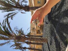 Sýkory modřinky (Blue tit)