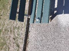 Sýkory modřinky (Blue tit)