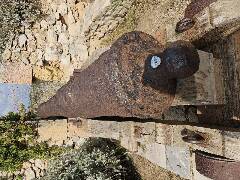 Sýkory modřinky (Blue tit)