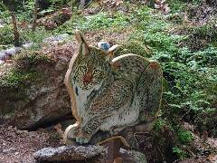 Sýkory modřinky (Blue tit)