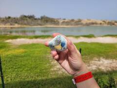 Sýkory modřinky (Blue tit)