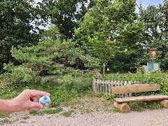 Sýkory modřinky (Blue tit)