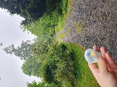 Sýkory modřinky (Blue tit)