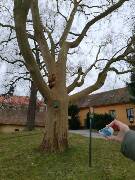 Sýkory modřinky (Blue tit)