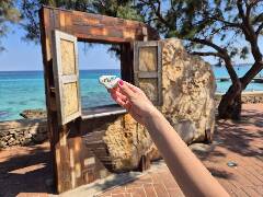 Sýkory modřinky (Blue tit)