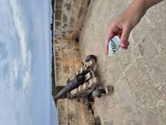 Sýkory modřinky (Blue tit)