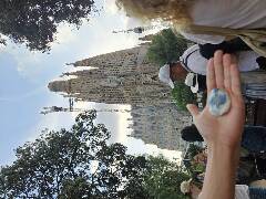 Sýkory modřinky (Blue tit)