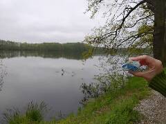 Sýkory modřinky (Blue tit)