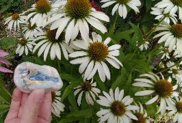 Sýkory modřinky (Blue tit)