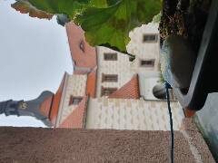 Sýkory modřinky (Blue tit)