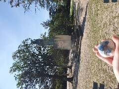 Sýkory modřinky (Blue tit)