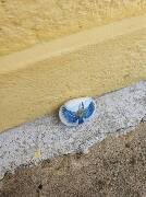 Sýkory modřinky (Blue tit)