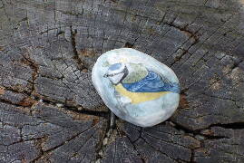 Sýkory modřinky (Blue tit)