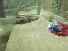 Sýkory modřinky (Blue tit)