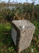 Sýkory modřinky (Blue tit)