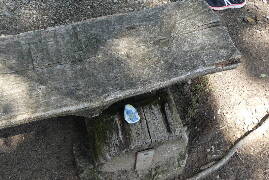 Sýkory modřinky (Blue tit)