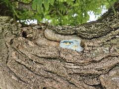 Sýkory modřinky (Blue tit)