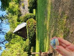 Sýkory modřinky (Blue tit)