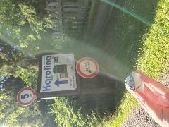 Sýkory modřinky (Blue tit)