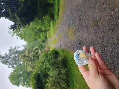 Sýkory modřinky (Blue tit)