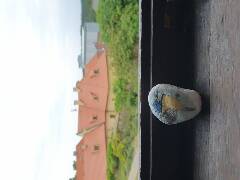 Sýkory modřinky (Blue tit)