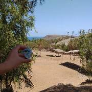 Sýkory modřinky (Blue tit)