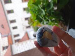 Sýkory modřinky (Blue tit)