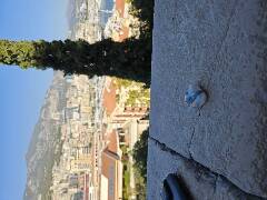 Sýkory modřinky (Blue tit)