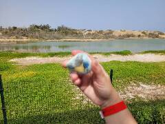 Sýkory modřinky (Blue tit)