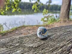 Sýkory modřinky (Blue tit)